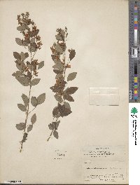 Lespedeza japonica image