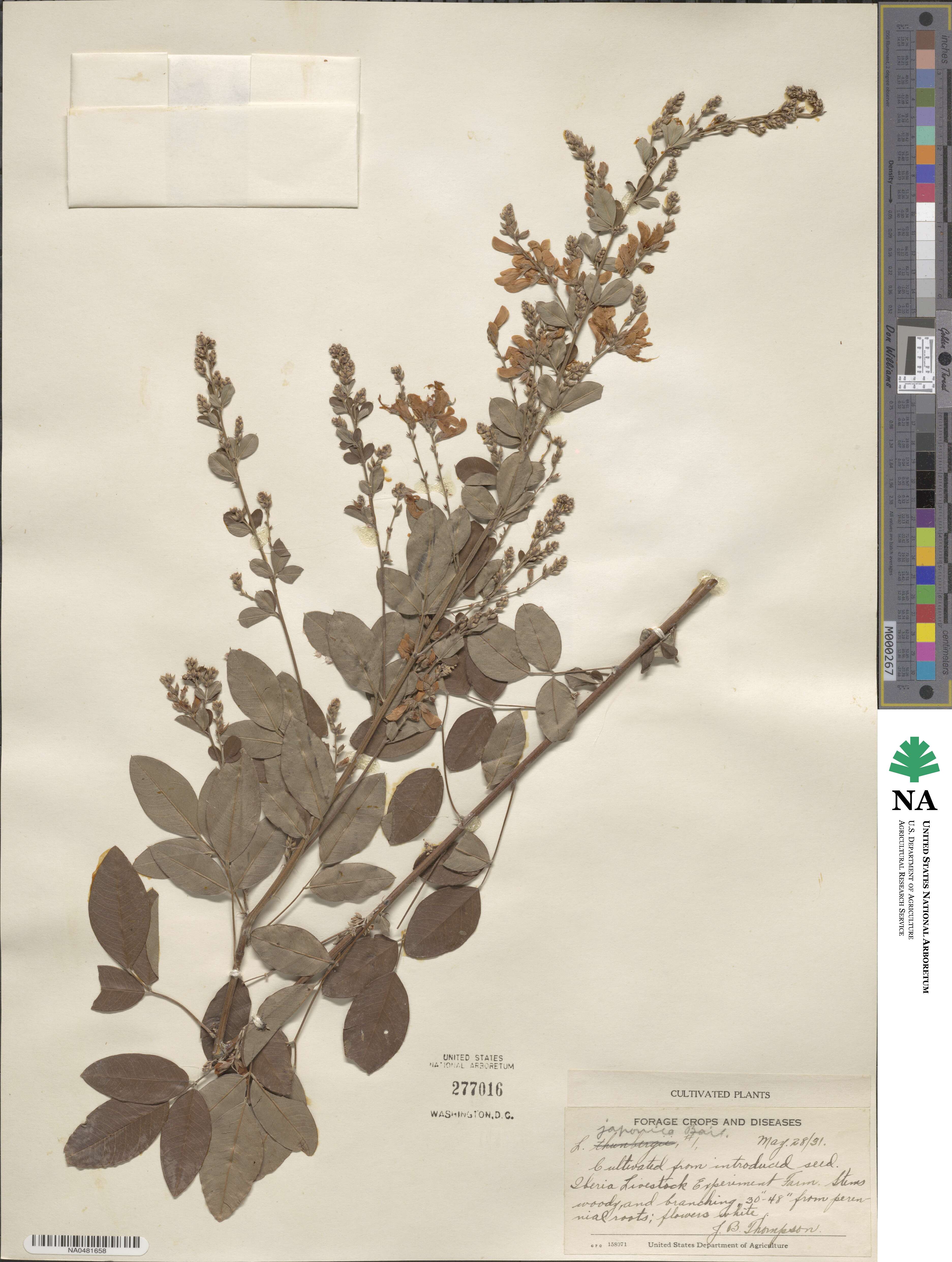 Lespedeza japonica image