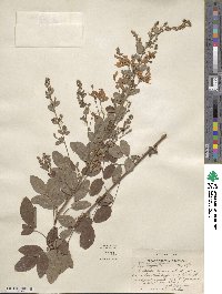 Lespedeza japonica image