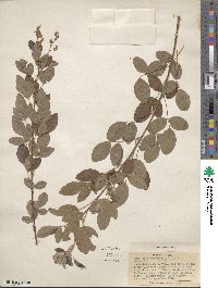 Lespedeza japonica image