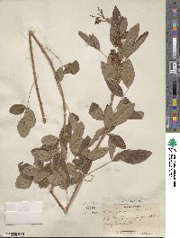 Lespedeza japonica image