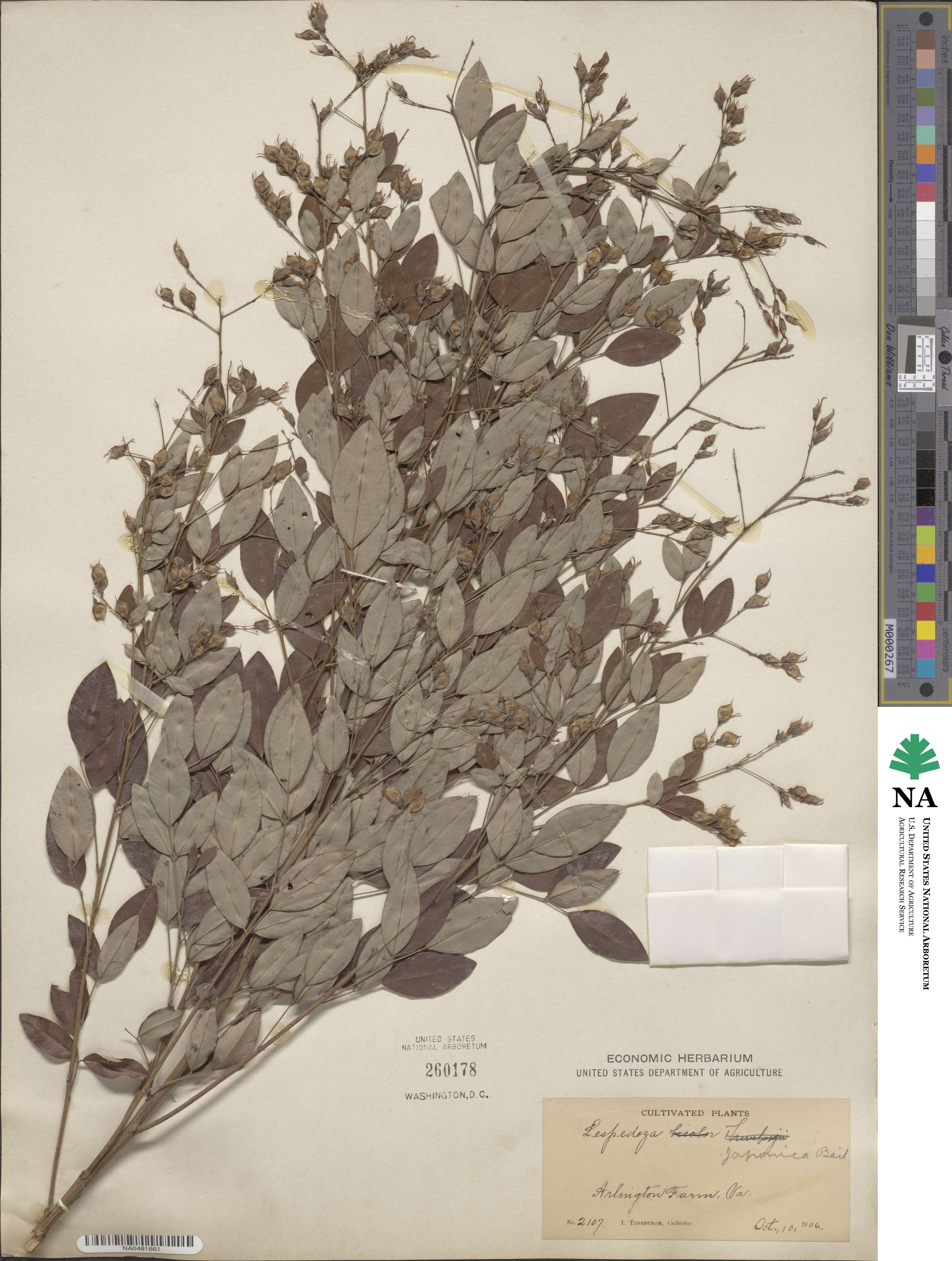 Lespedeza japonica image