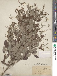 Lespedeza japonica image