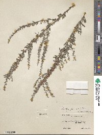 Lespedeza juncea image