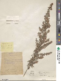 Lespedeza juncea image