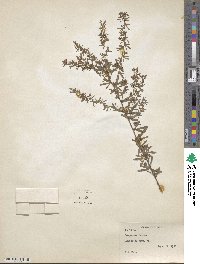 Lespedeza juncea image