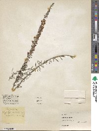 Lespedeza juncea image