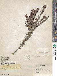 Lespedeza juncea image