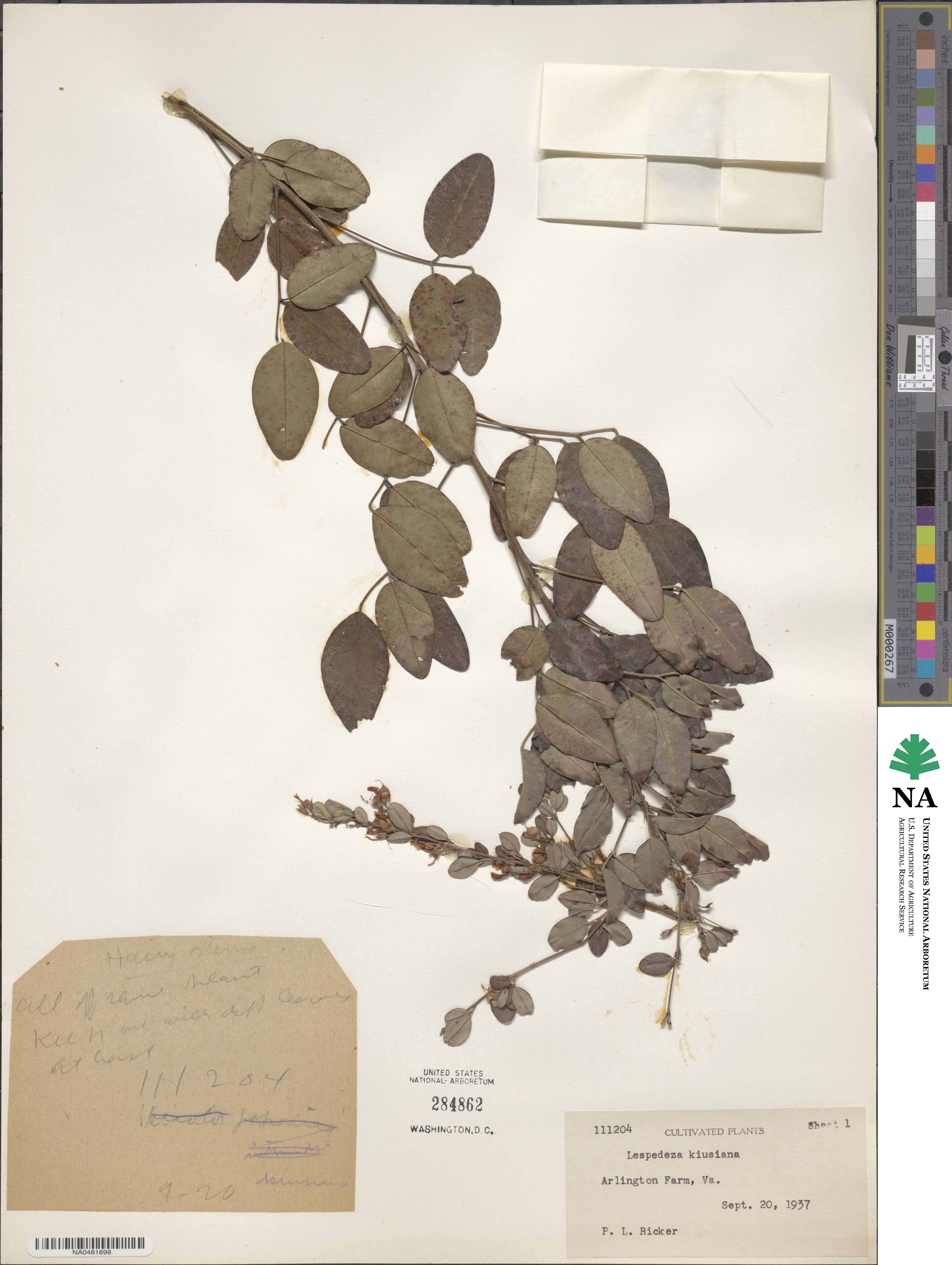Lespedeza thunbergii subsp. thunbergii image