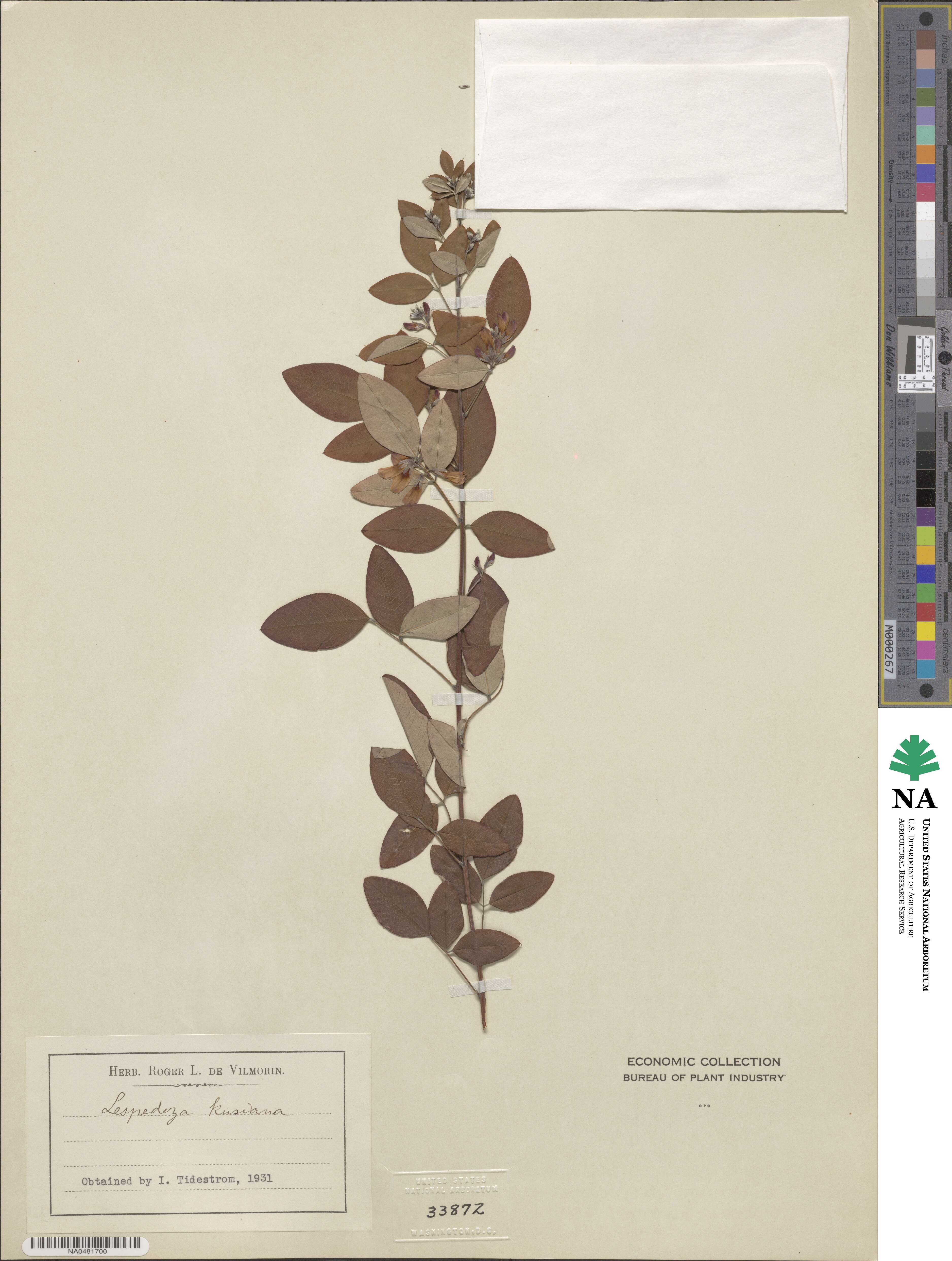 Lespedeza thunbergii subsp. thunbergii image