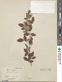 Lespedeza thunbergii subsp. thunbergii image