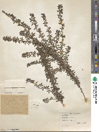 Lespedeza × intermixta image