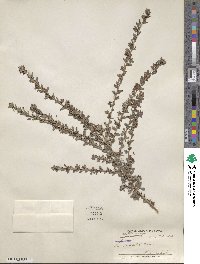 Lespedeza × intermixta image