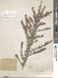 Lespedeza × intermixta image