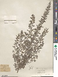 Lespedeza × intermixta image