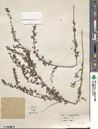 Lespedeza × intermixta image