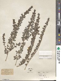 Lespedeza × intermixta image