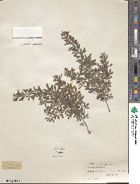 Lespedeza × intermixta image