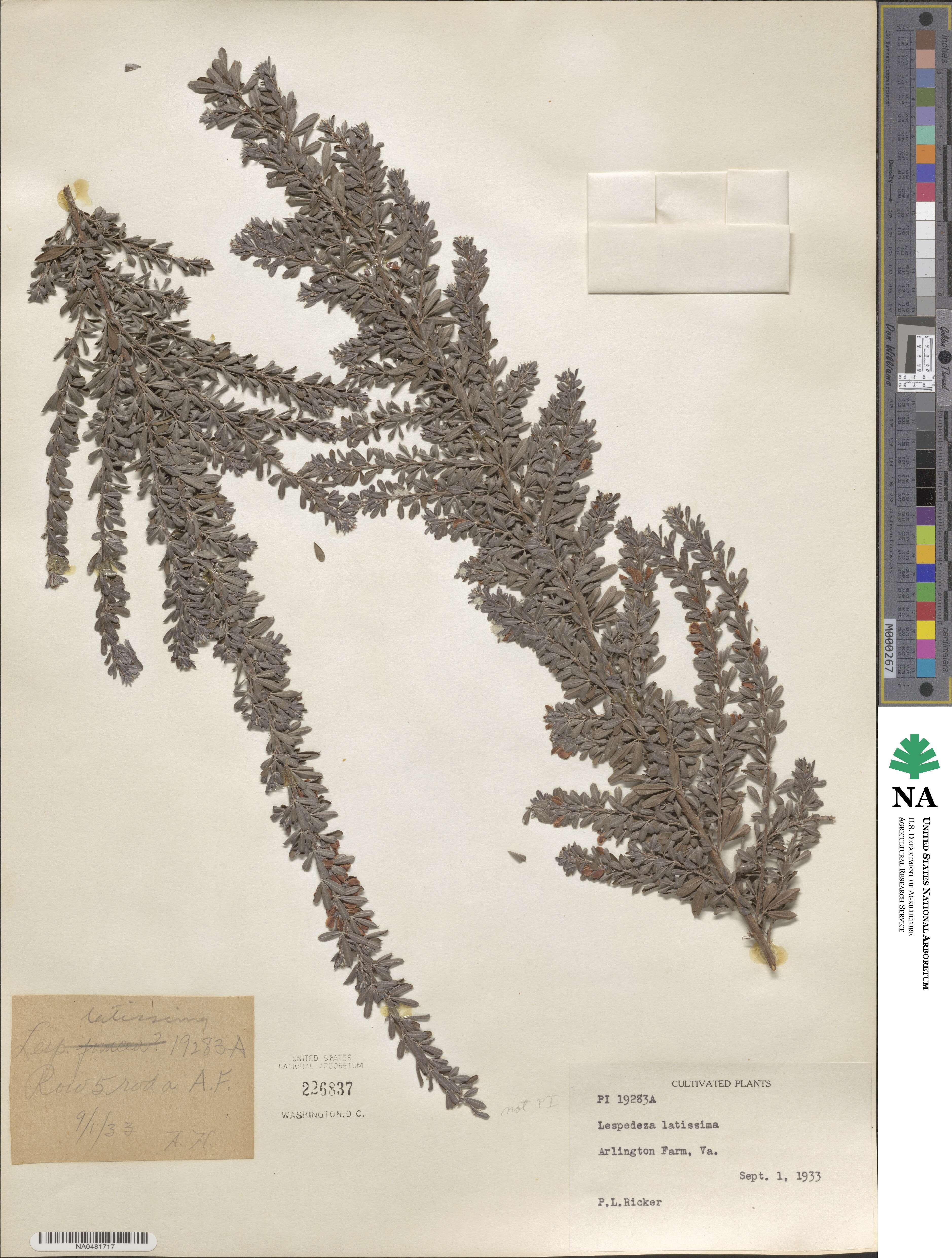 Lespedeza × intermixta image