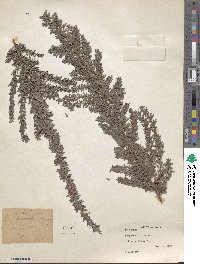 Lespedeza × intermixta image