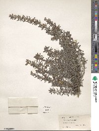 Lespedeza × intermixta image