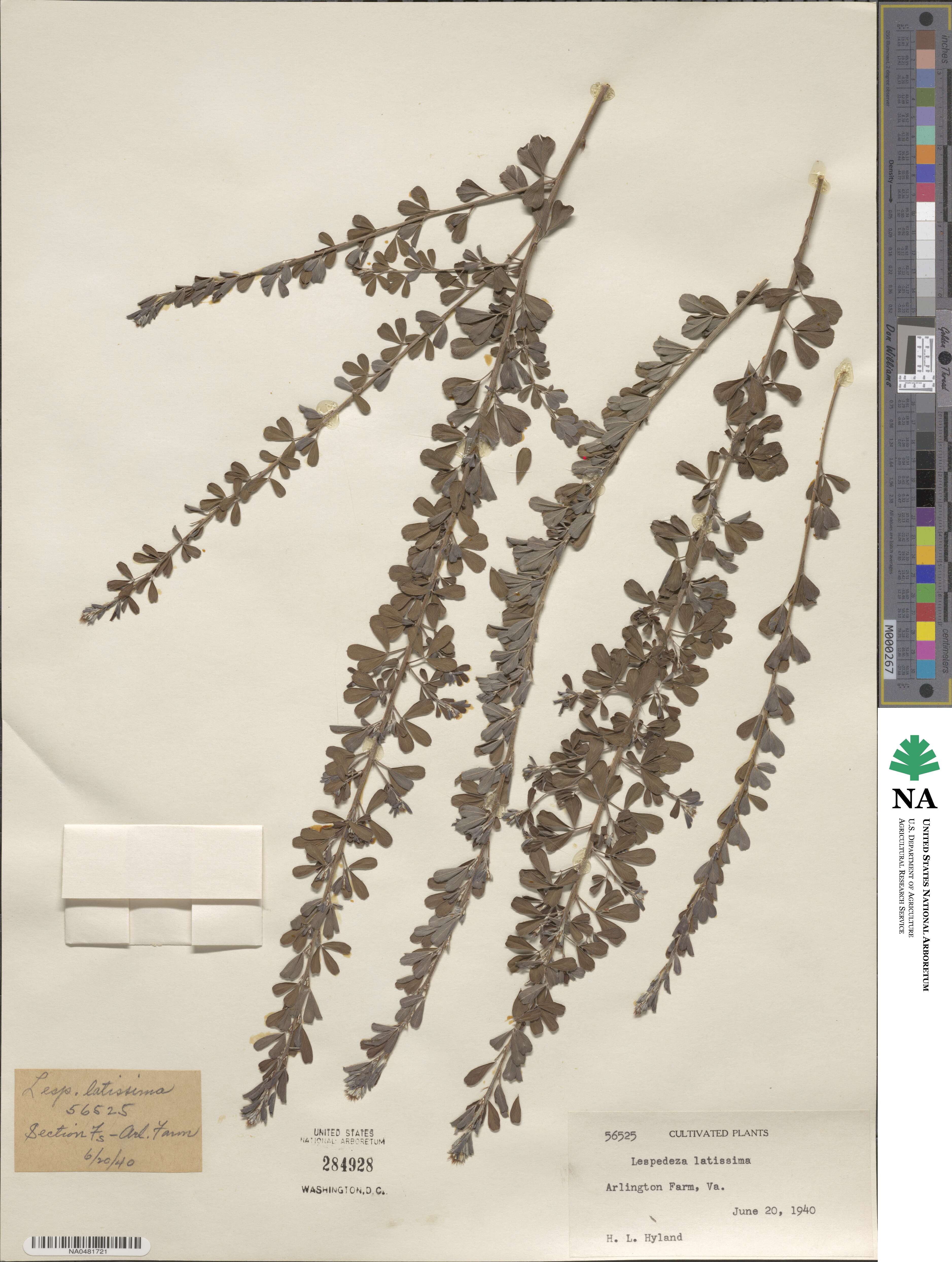 Lespedeza × intermixta image