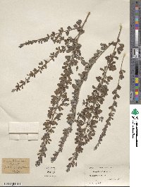 Lespedeza × intermixta image