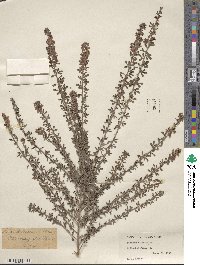 Lespedeza × intermixta image