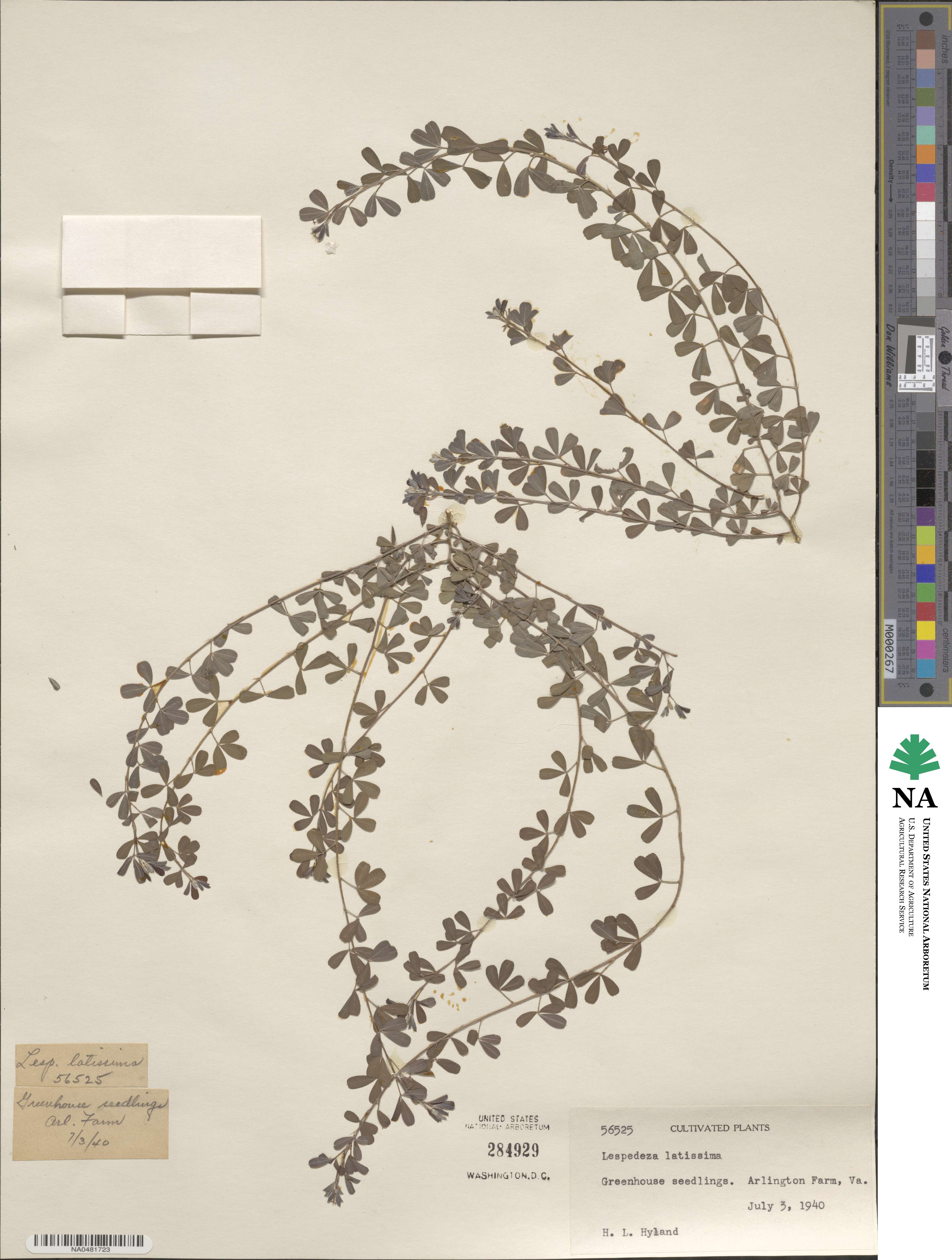 Lespedeza × intermixta image