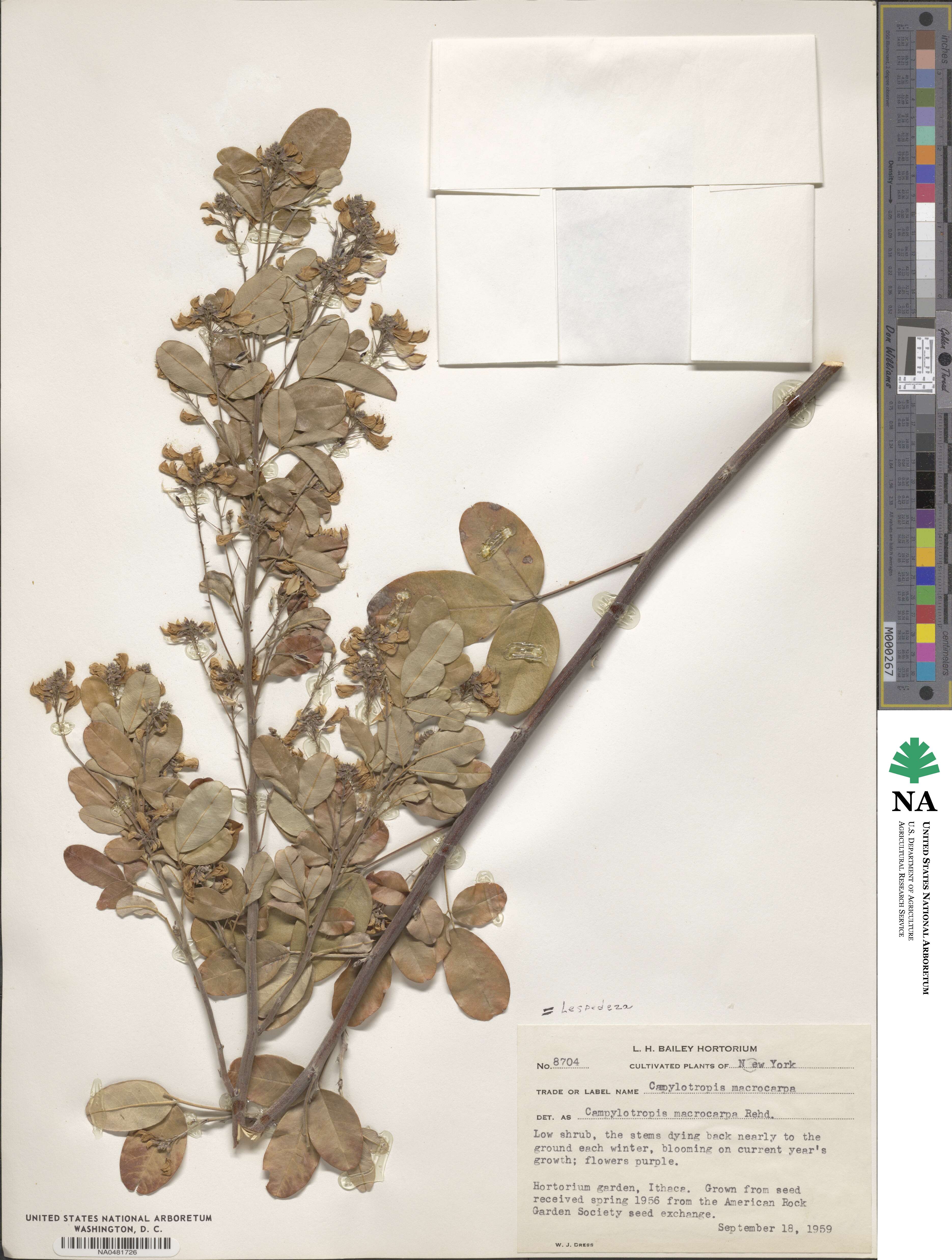 Campylotropis macrocarpa image