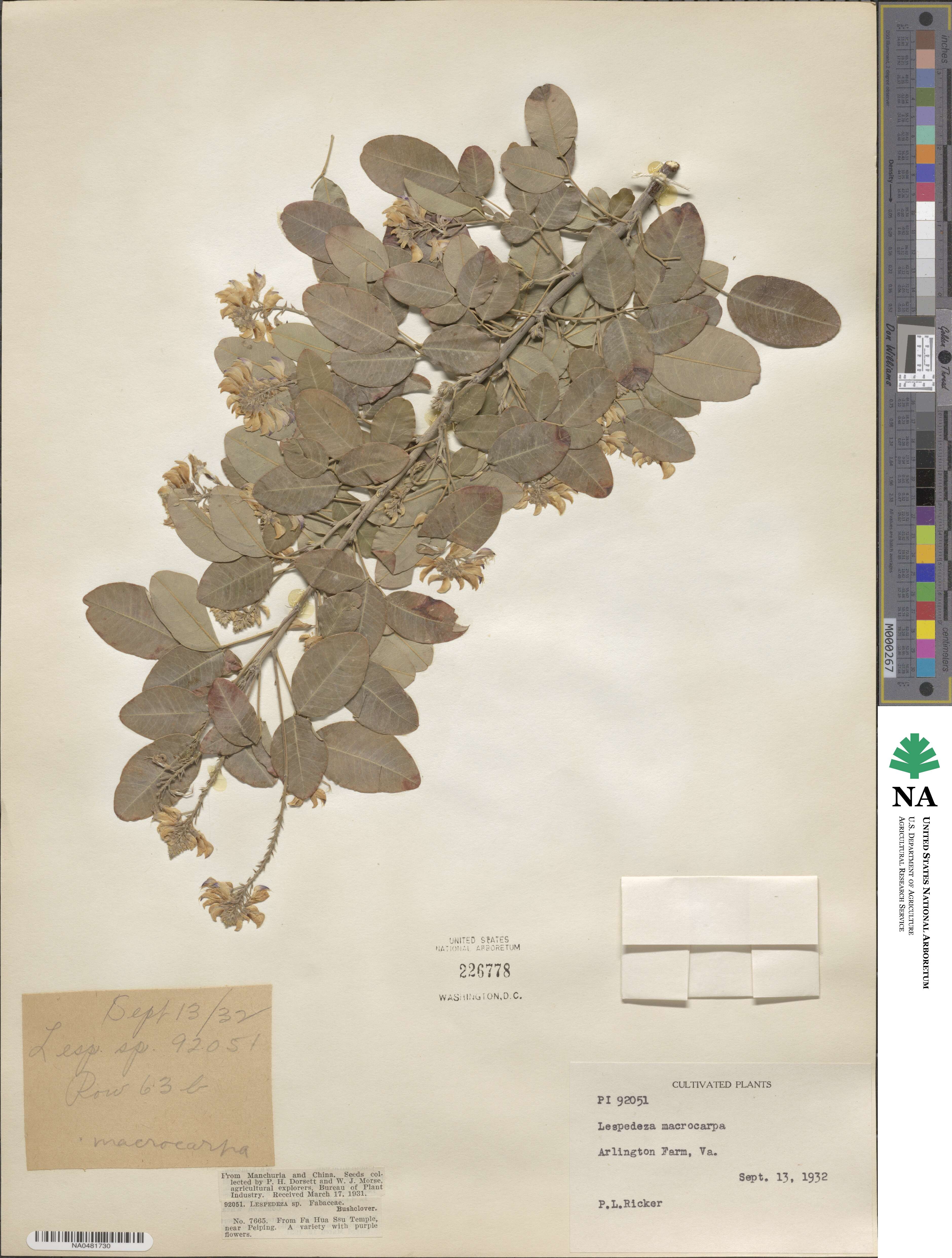 Campylotropis macrocarpa image