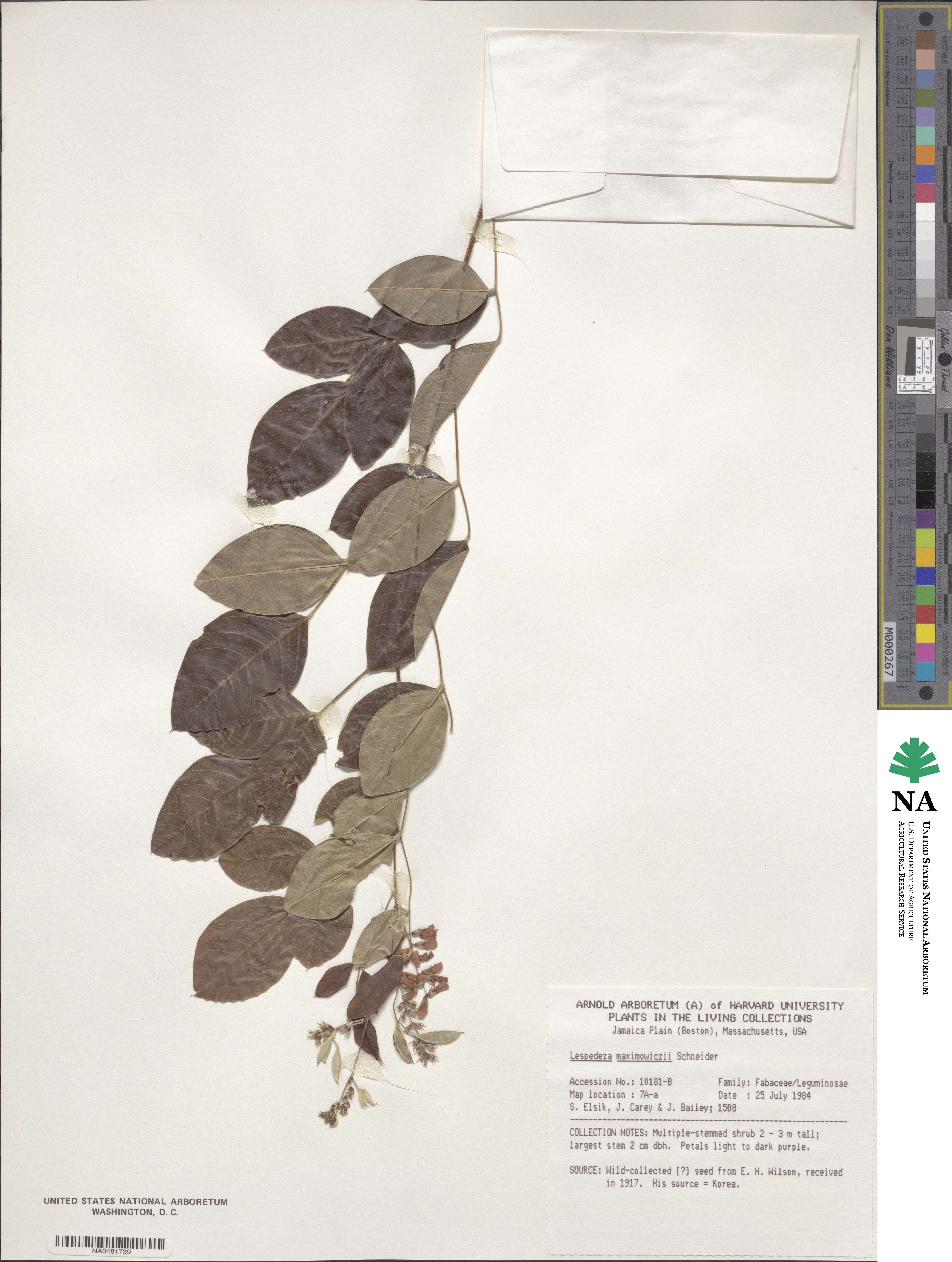 Lespedeza maximowiczii image