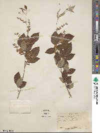 Lespedeza maximowiczii image