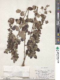 Lespedeza × nuttallii image