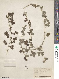 Lespedeza pilosa image