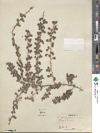 Lespedeza pilosa image