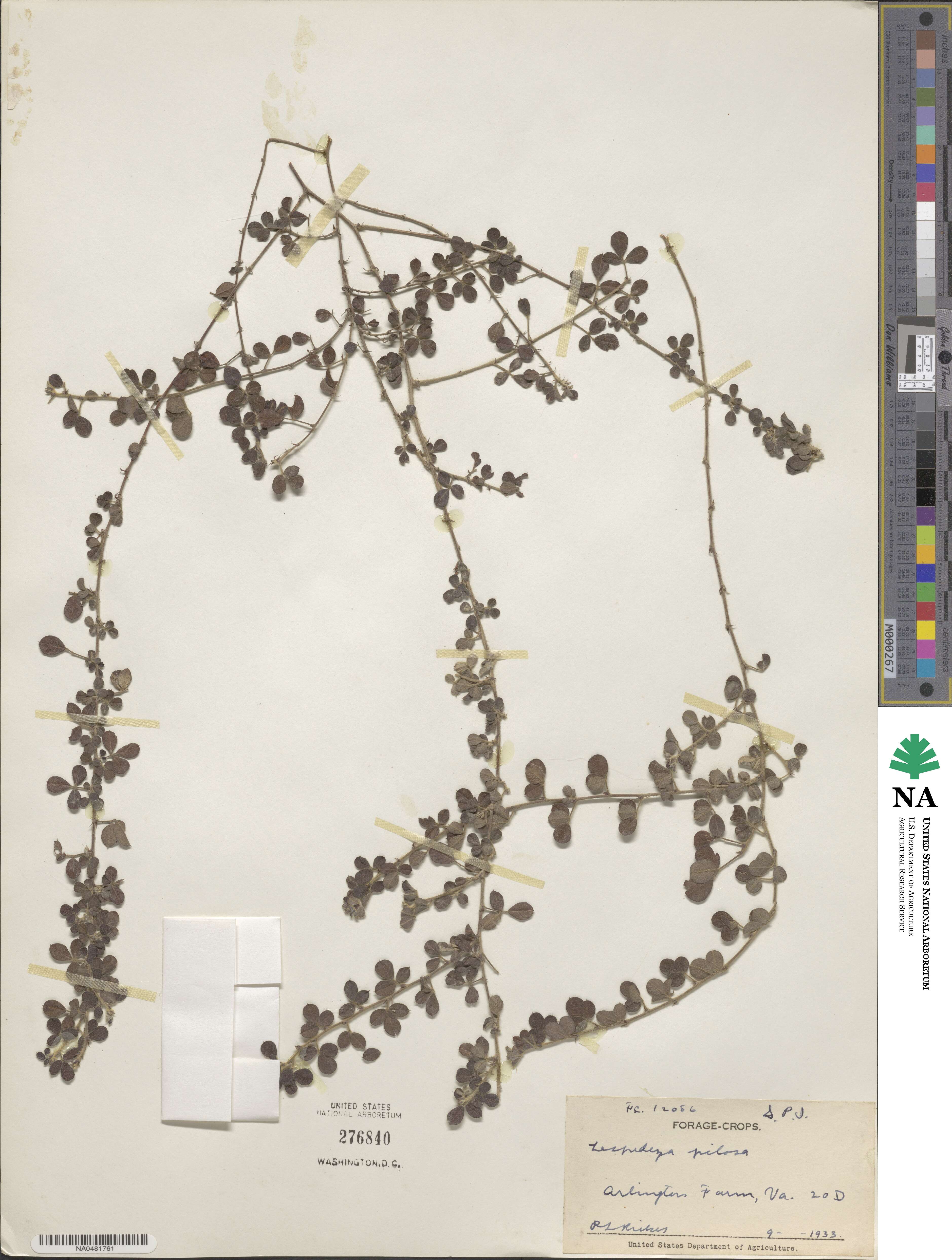 Lespedeza pilosa image