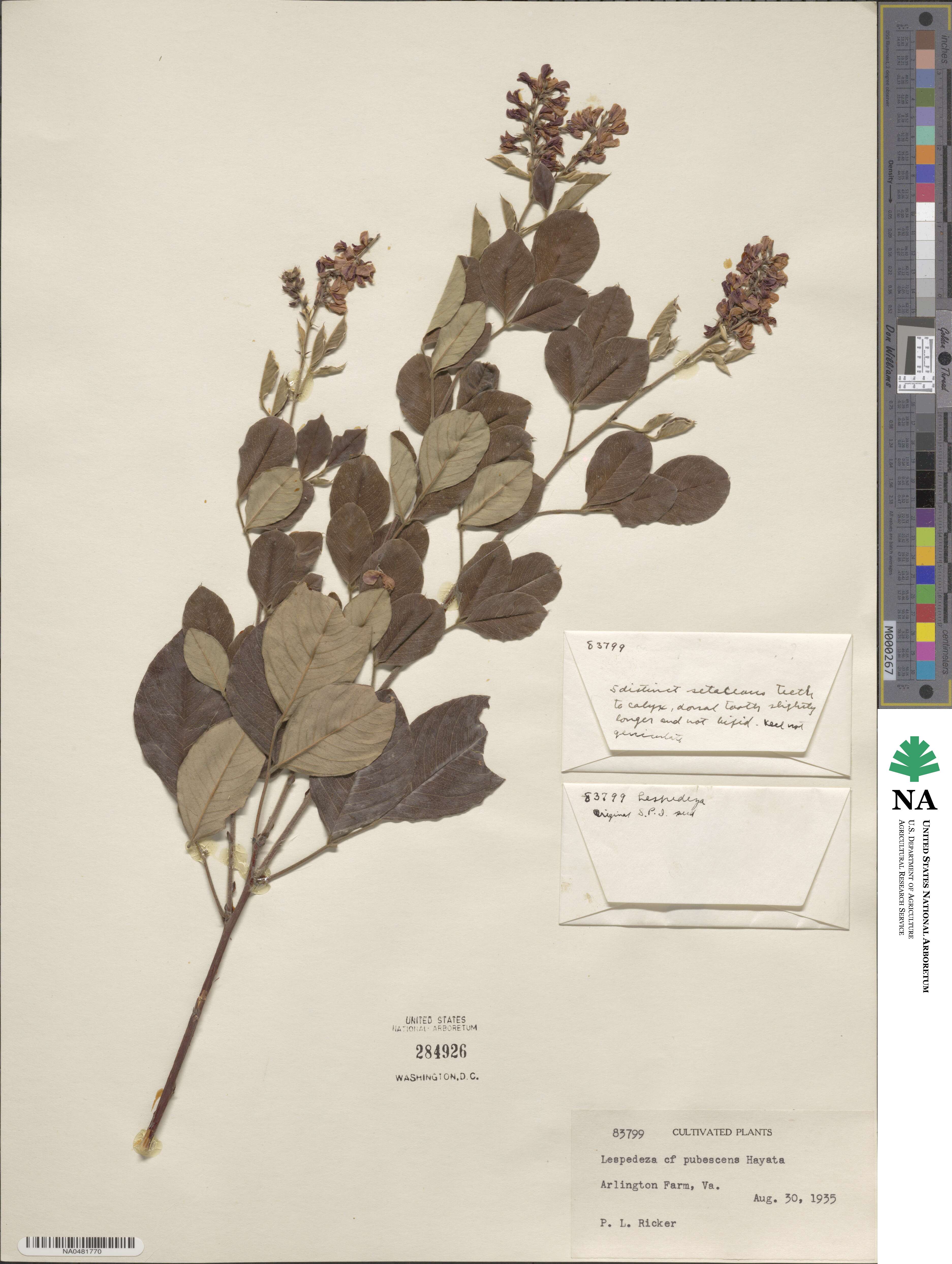 Lespedeza thunbergii subsp. formosa image