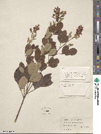 Lespedeza thunbergii subsp. formosa image