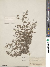 Lespedeza repens image