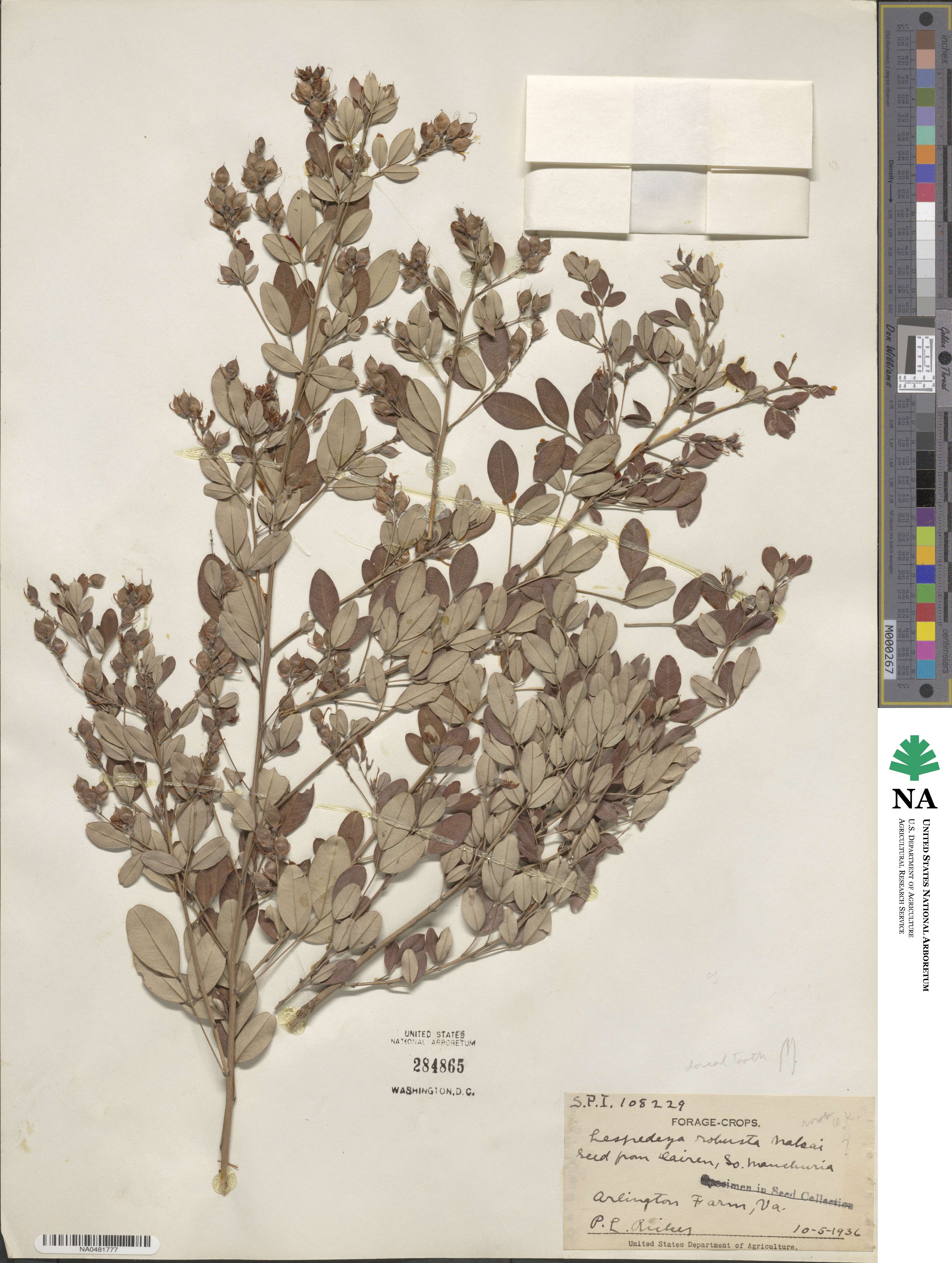 Lespedeza robusta image