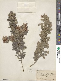 Lespedeza thunbergii image