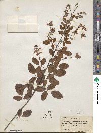 Lespedeza homoloba image