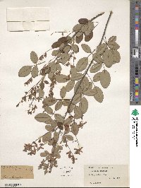 Lespedeza homoloba image