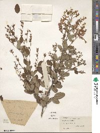 Lespedeza homoloba image