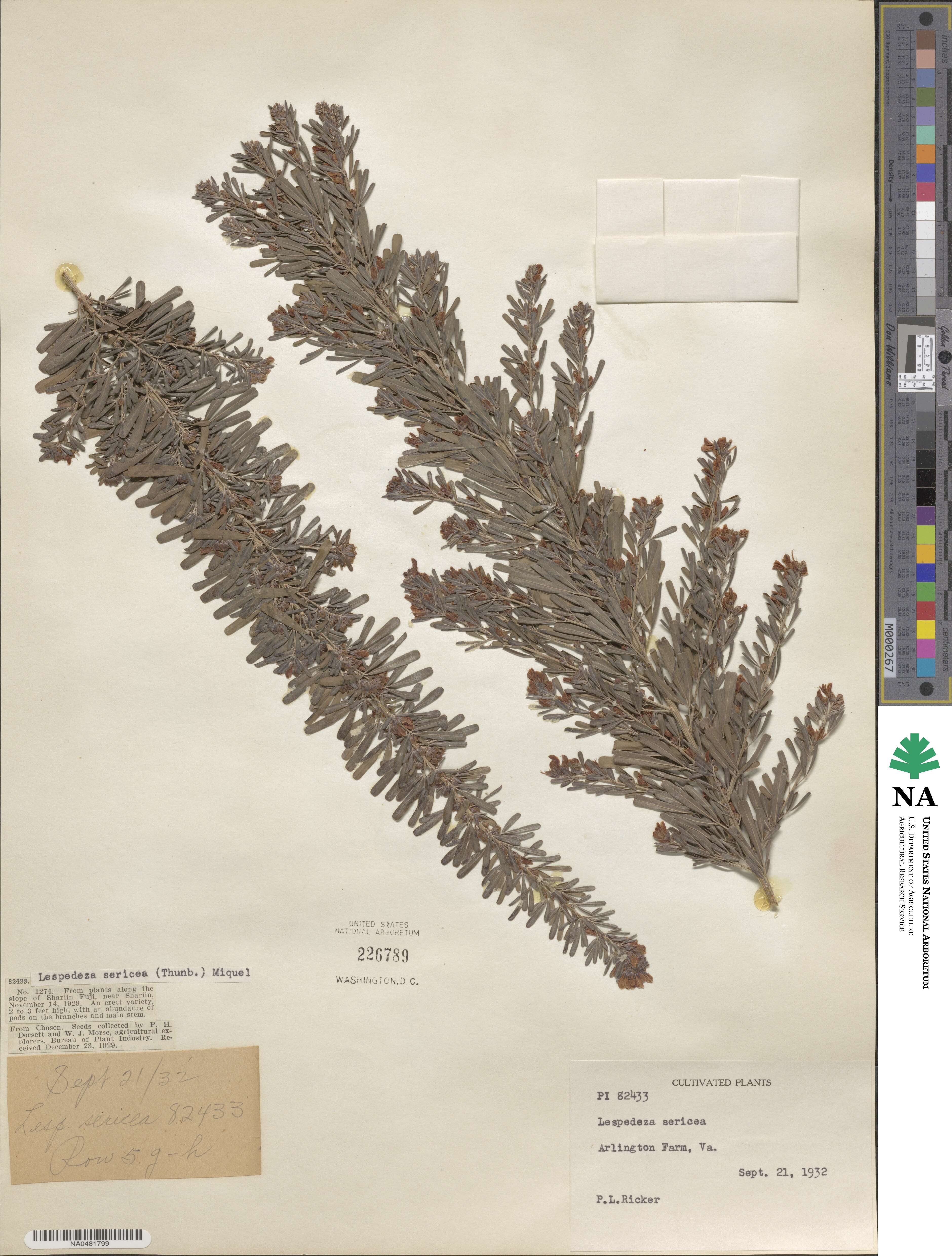 Lespedeza sericea image