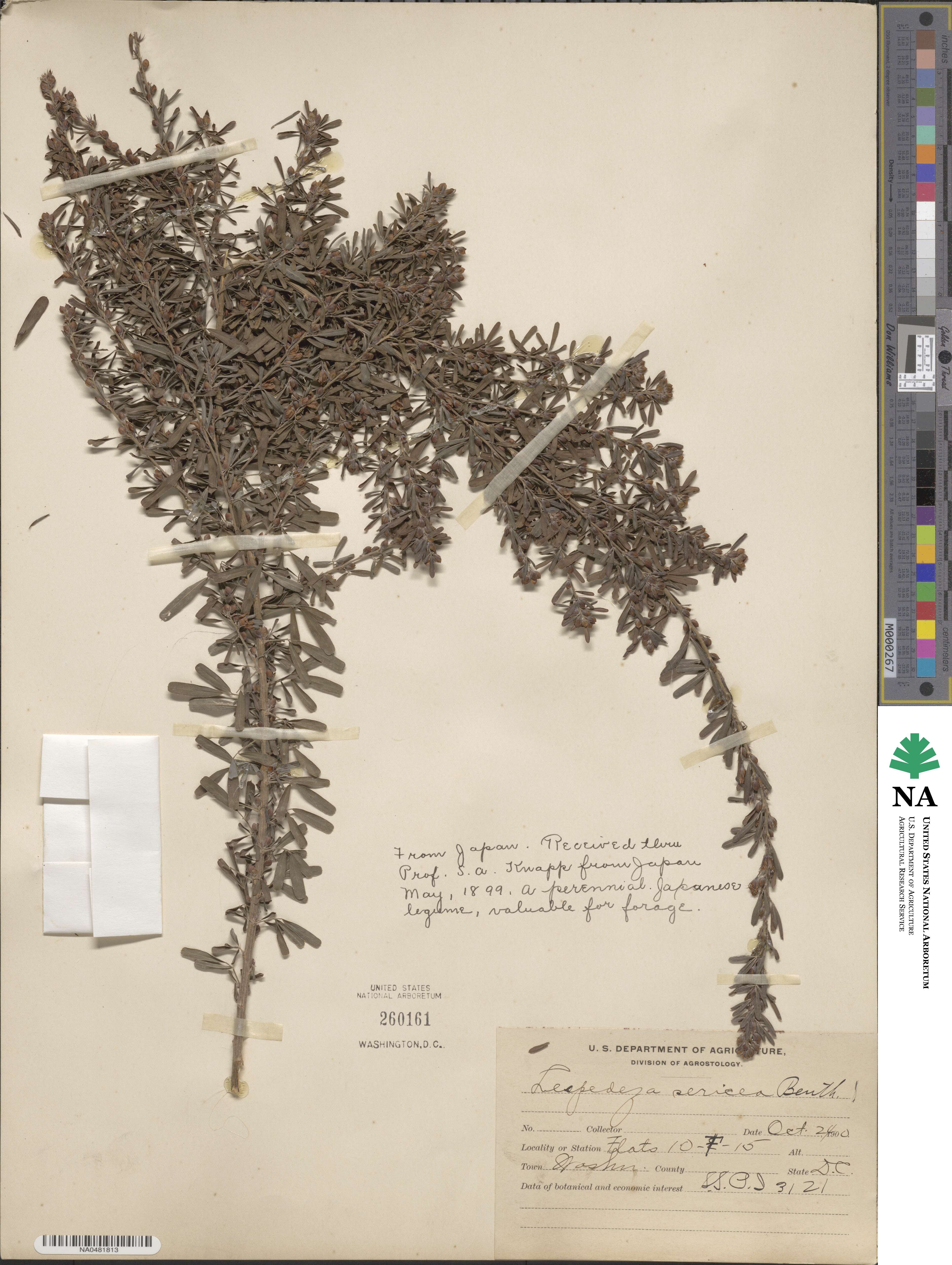 Lespedeza sericea image