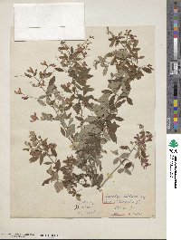 Lespedeza thunbergii image