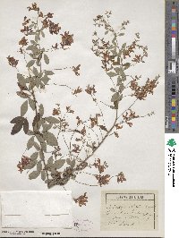 Lespedeza thunbergii subsp. thunbergii image