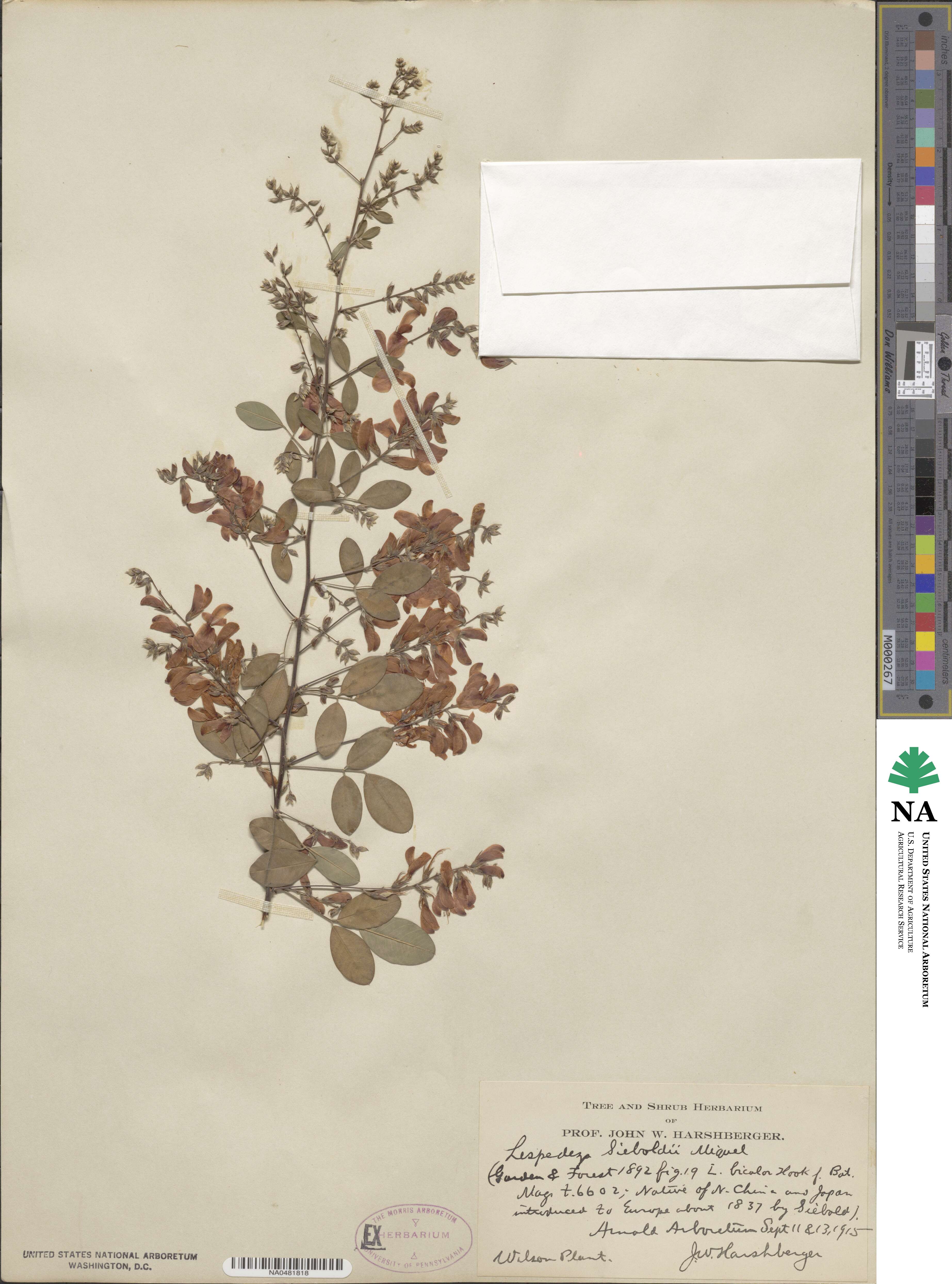Lespedeza thunbergii subsp. thunbergii image